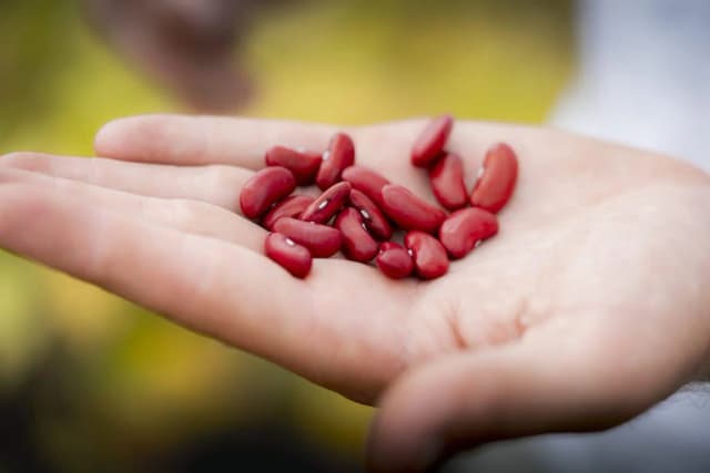 Main présentant des haricots rouges, visuel Bonduelle