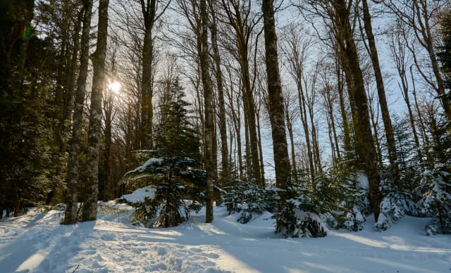 Forêt communale d’Accous, photographie de contexte
