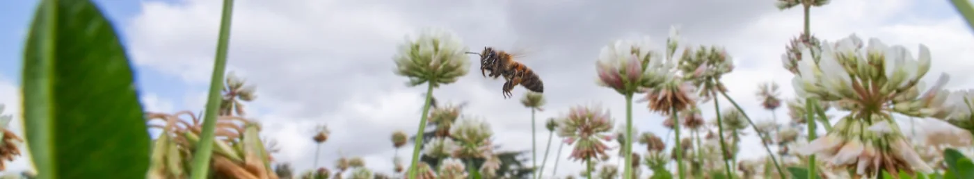 Abeille et fleurs dans le visuel du dividende écologique MAIF
